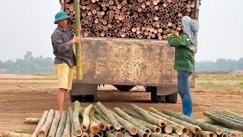 CỌC TRE LỘC PHÁT - CÔNG TY TNHH THƯƠNG MẠI VÀ DỊCH VỤ FORBIGSU VIỆT NAM